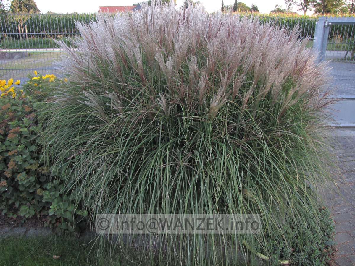 Miscanthus sinensis Kleine Silberspinne 04.JPG